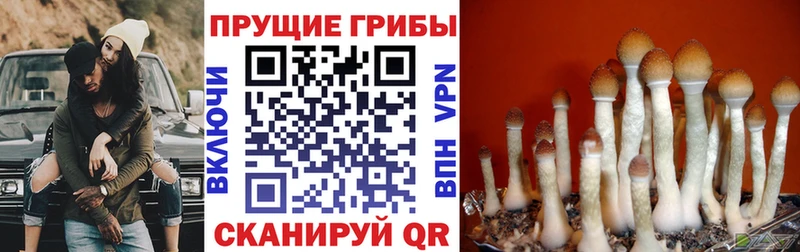 Псилоцибиновые грибы Psilocybine cubensis  кракен сайт  Чита 